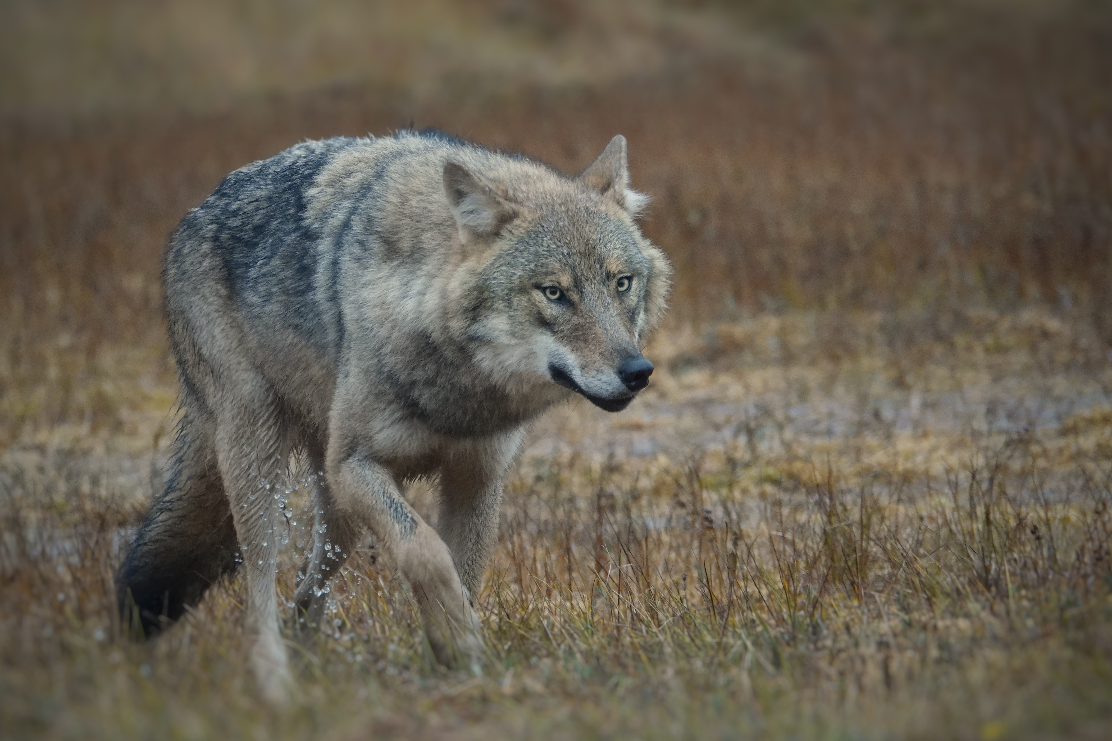 Loup dans une clairière humide